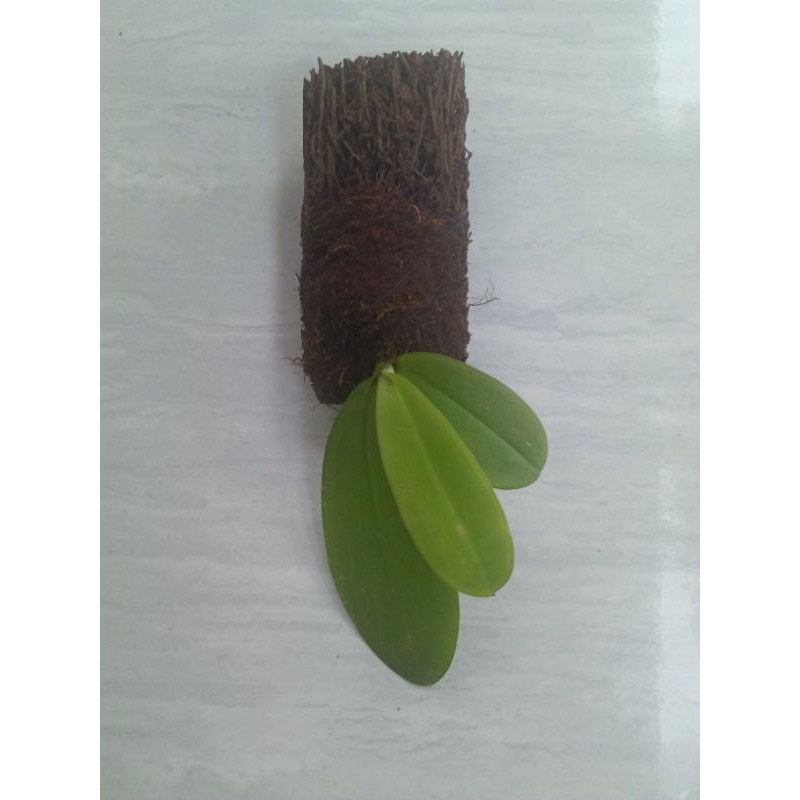 ID ANGGREK PHALAENOPSIS AMABILIS REMAJA ASLI JAWA