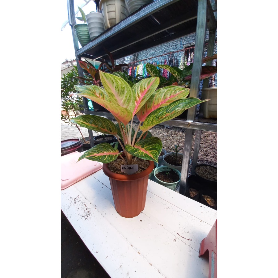 Aglonema ANDINI Dewasa 5-8 daun