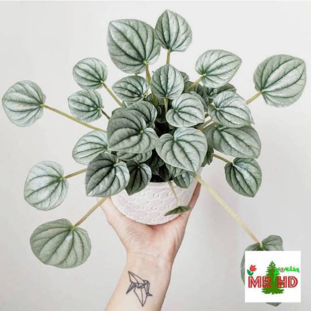 Tanaman hias peperomia silver riple