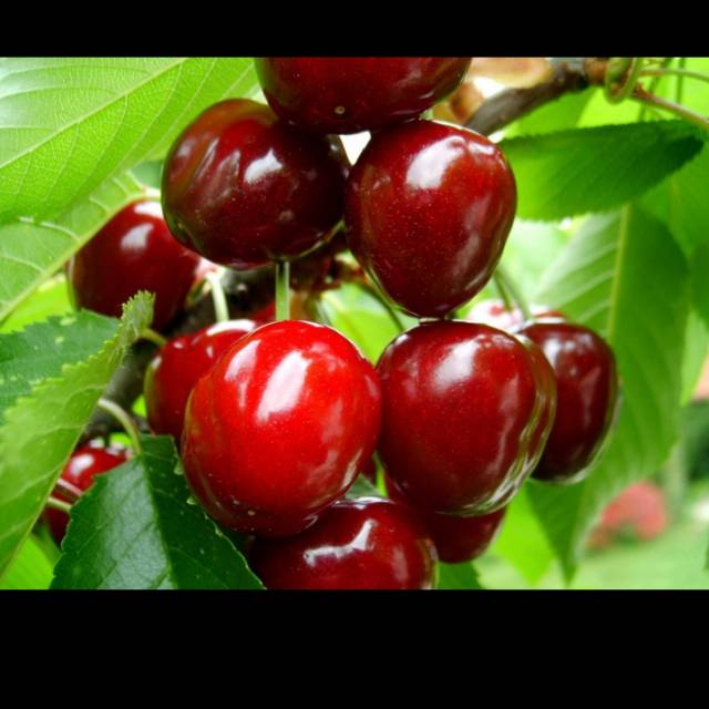 suhendar_11