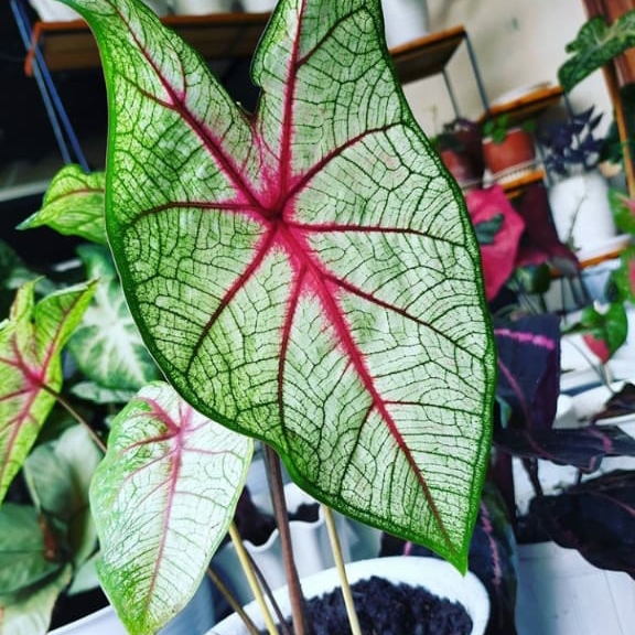 paket 4 kladi hias /keladi thailand /keladi white queen