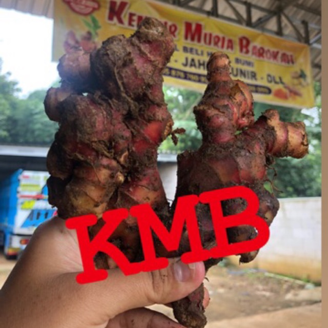 

JAHE MERAH SEGAR 1KG JAHE MERAH SUPER