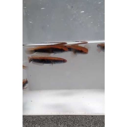 Red Barito 5-6cm