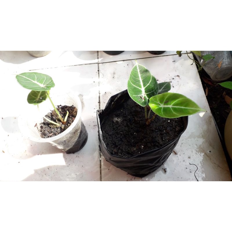 paket alocasia velvet live