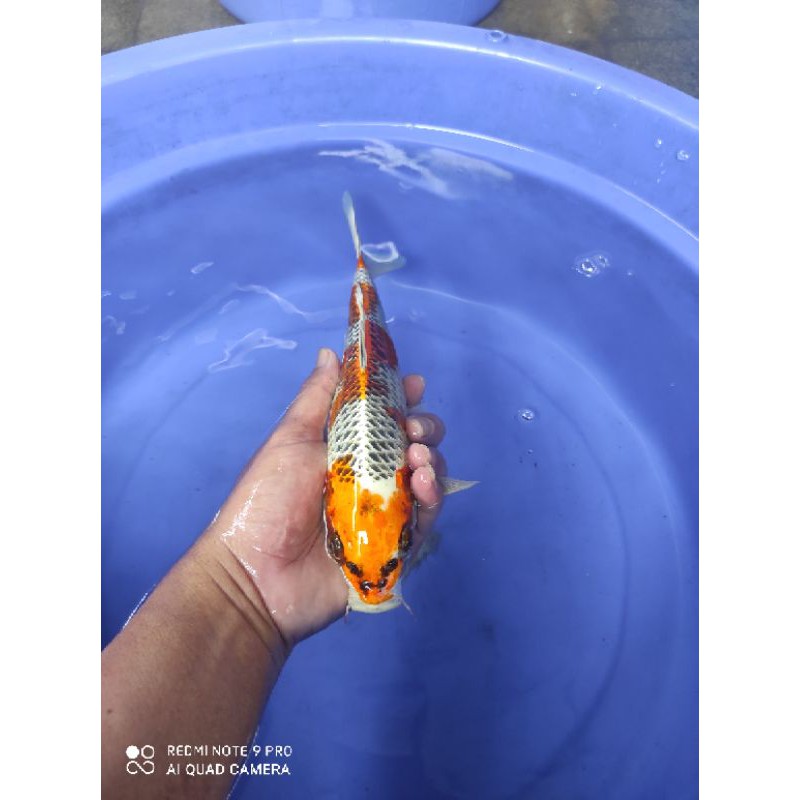 ikan koi kujaku size 30cm