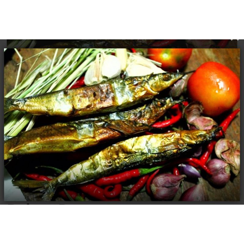 

Ikan Sagela