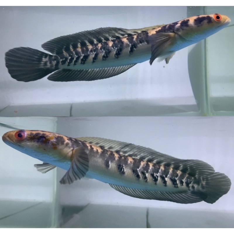 pesenen udin ys 25cm full bunga