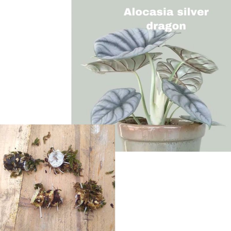 Bibit bonggol Alocasia Silver Dragon / bibit tanaman hias alocasia silver dragon bisa cod (TANAMAN ASLI) SUMTRAFOREST