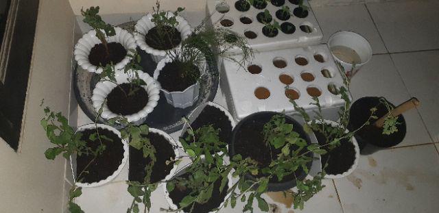 Tanaman Air Mancur / Russelia Equisetiformis