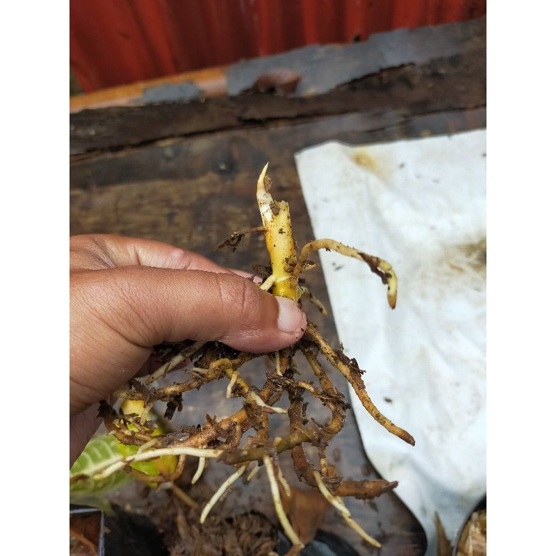 bonggol ASLI aglonema donacarmen-AGLONEMA BONGGOLAN NO TIPU2