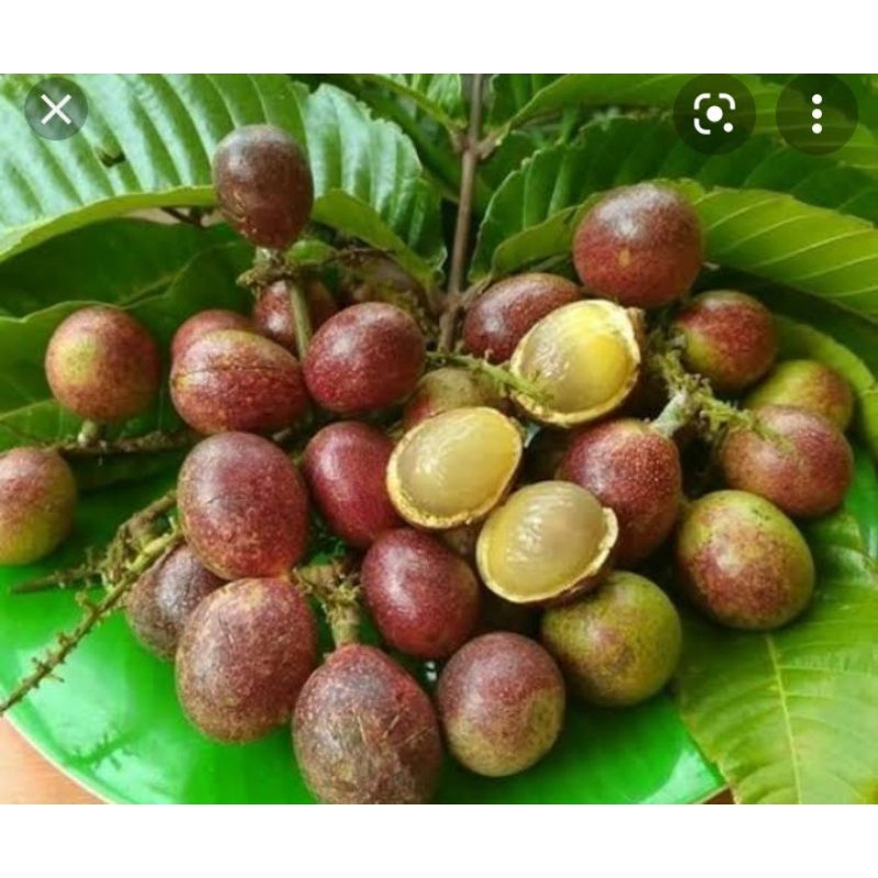 

matoa papua