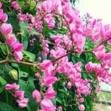 Tanaman hias air mata pengantin/bibit air mata pengantin