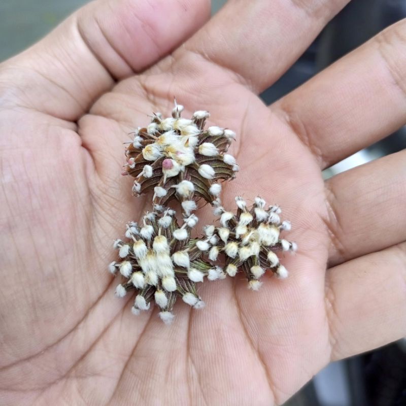 kaktus/kaktus mini/fresh potel/potelan jenis LB Ori VOS