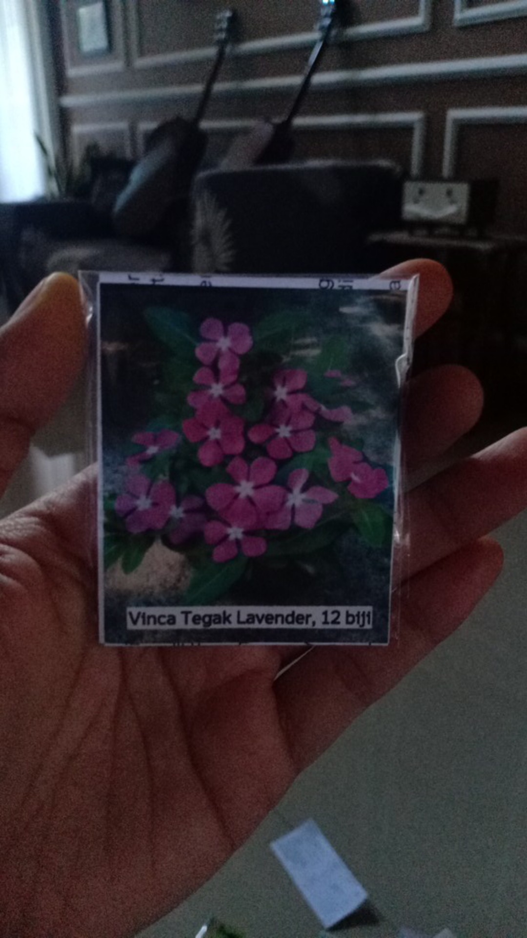 Vinca Tegak Lavender - 12 Biji