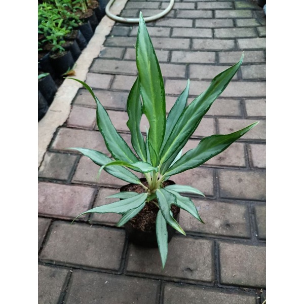 tanaman Sri rejeki bulu ayam