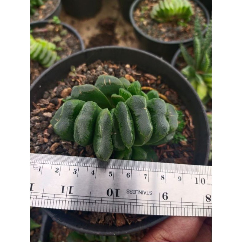 Haworthia Truncata