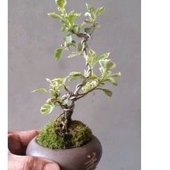 Bonsai Shito Mangkokan + Pot Keramik