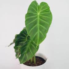 Remusatia vivipara / alokasia remusatia vivipara / pusat tanaman hias