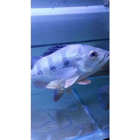 Pbass Mono Jantan 30-31 cm