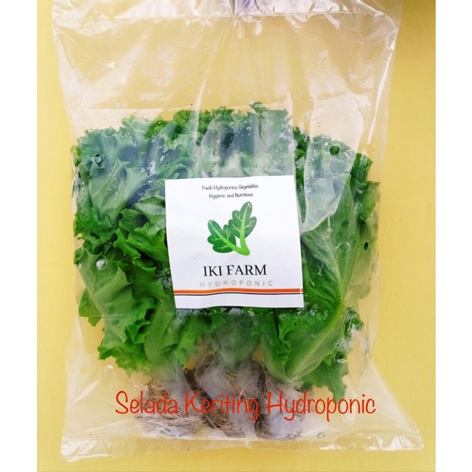 

selada keriting hydroponic 125gr free pestisida