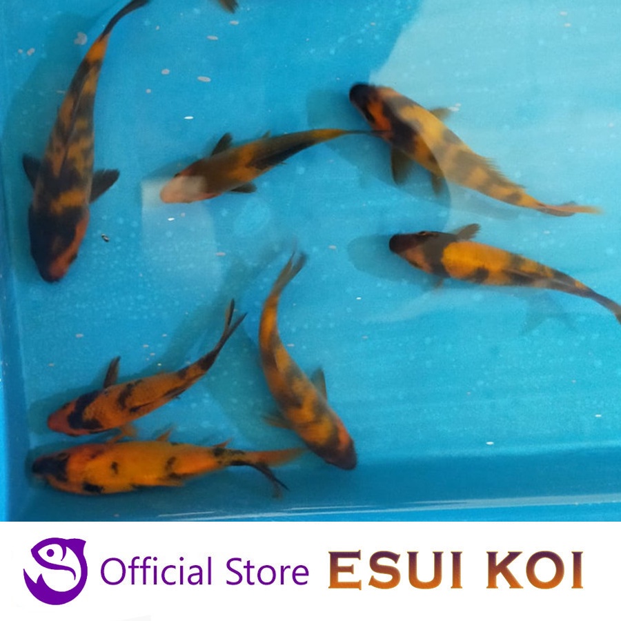 Ikan Koi F1 Import Top Grade Premium Hi Ki Utsuri 9 - 12 cm (Esui Koi)