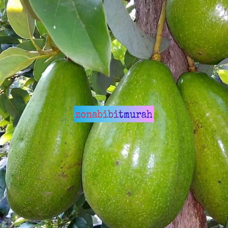 BIBIT ALPUKAT KENDIL JUMBO OKULASI