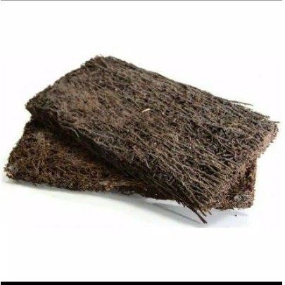 Media tanam pakis / Pakis lempeng / Pakis tempel besar 2 pcs