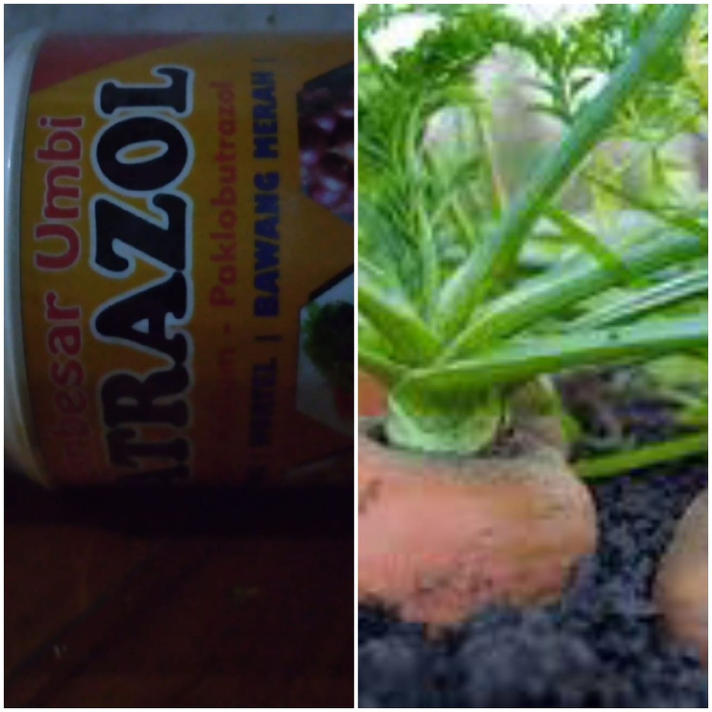 Patrazol Pupuk Hormon Obat Pembesar Umbi Kentang Wortel Patrazol Pupuk Hormon Obat Pembesar Umbi Kentang Wortel