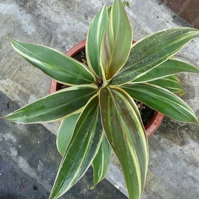 Tanaman Hias Hanjuang Putih