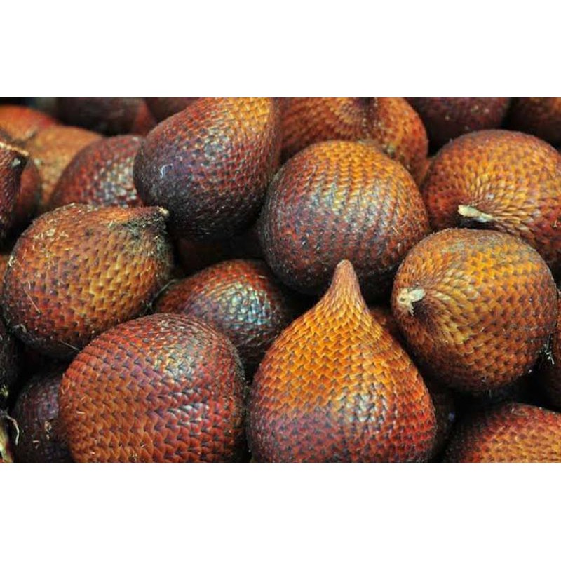 

SALAK PONDOH 500 GRAM