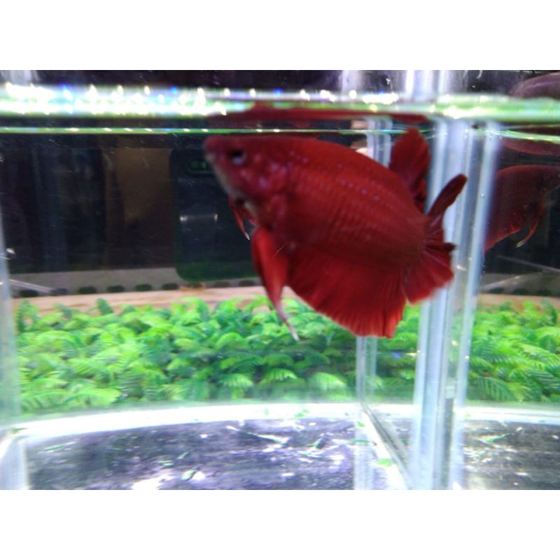 Ikan Cupang Jenis Plakat Super Red Size M Usia 5 Bulan