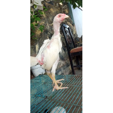 Anakan Ayam Bangkok Super Umur 2 Bulanan ++