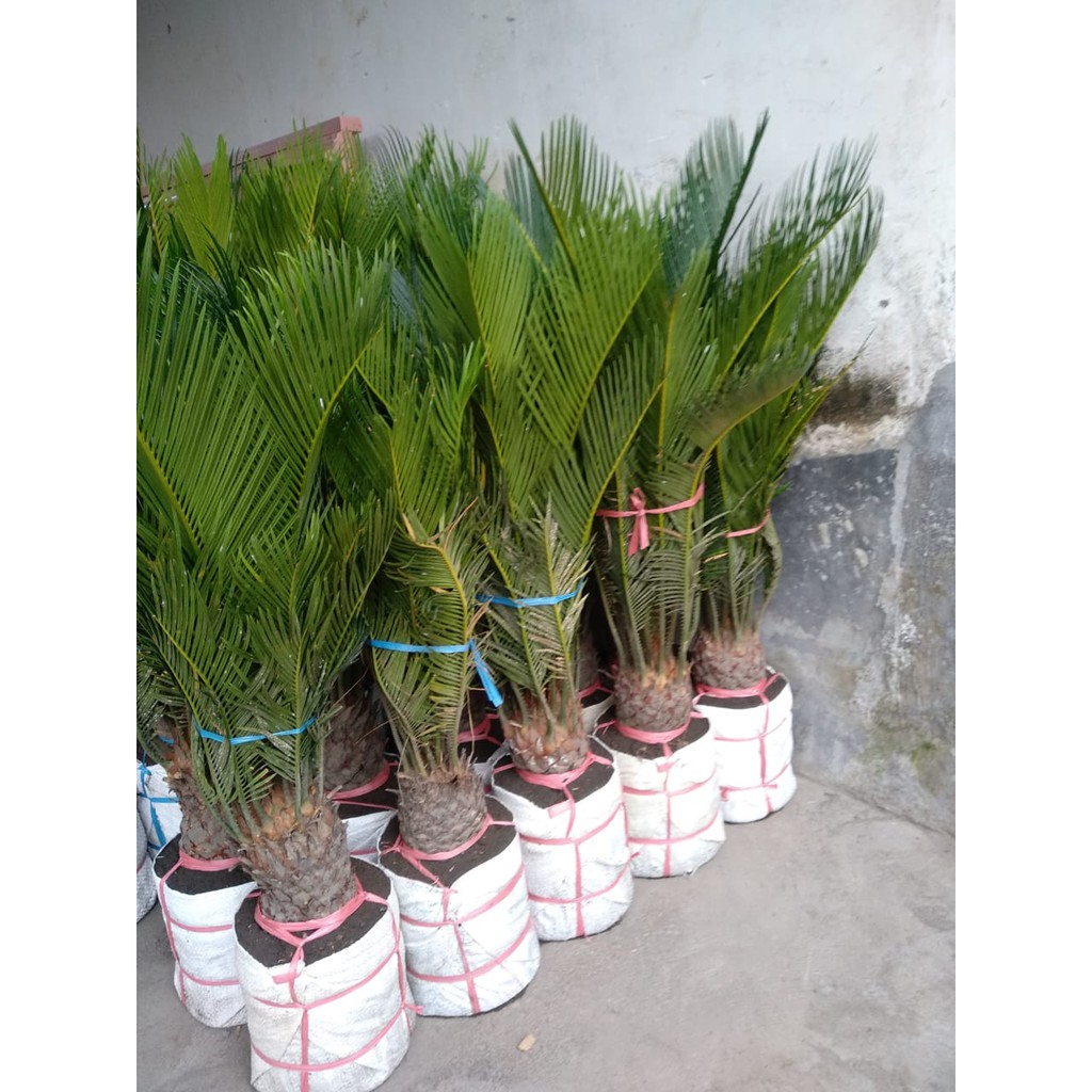 Bibit Tanaman Palem Sikas Mawar Jambe Besar Super