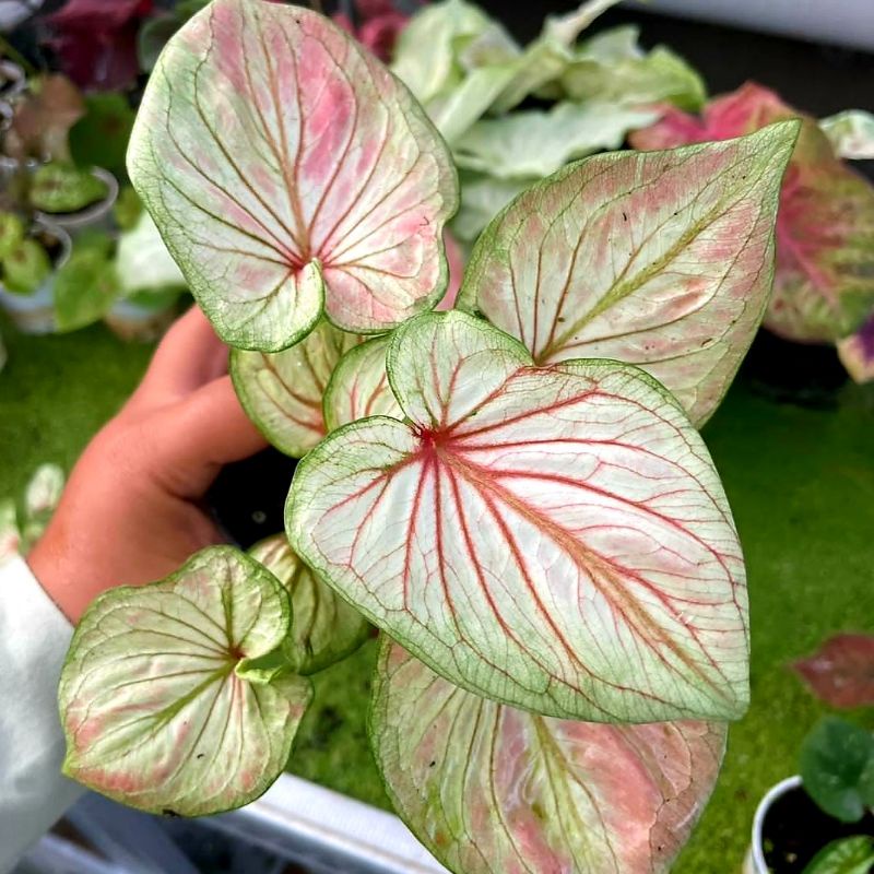 Caladium White Angel / bunga keladi / tanaman hias keladi murah / tanaman keladi hidup / caladium th