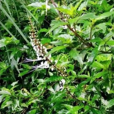 

Jual daun kumis kucing segar per 500 gram