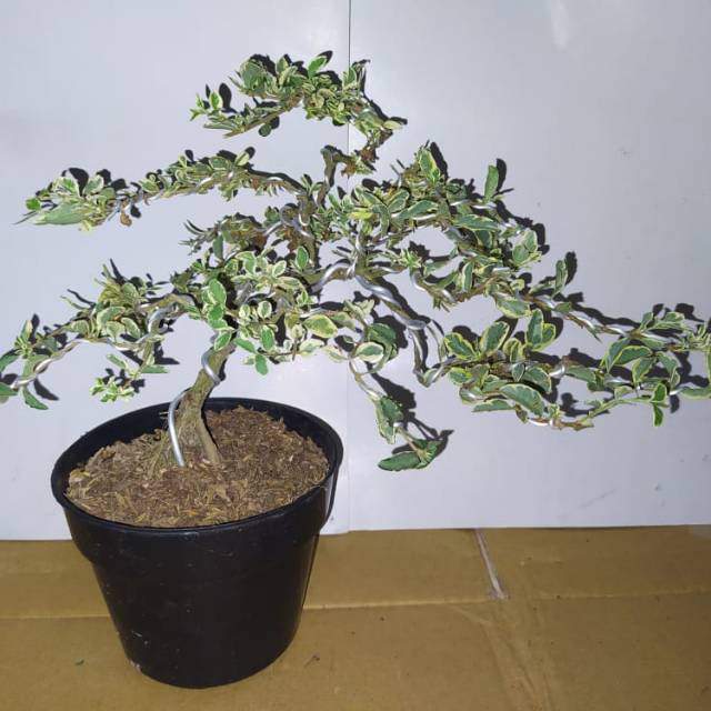 Bonsai legistrum varigata 2