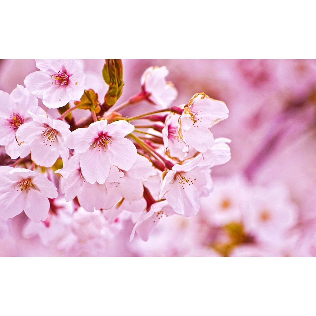 

Bibit Parfum Sakura Fragrance Oil 100 cc