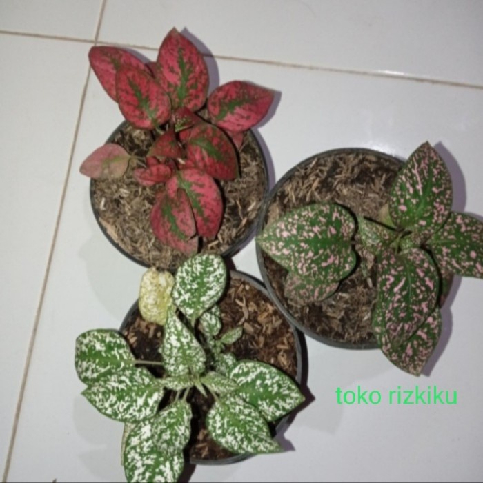 paket 3 tanaman hias fitonia merah pink putih