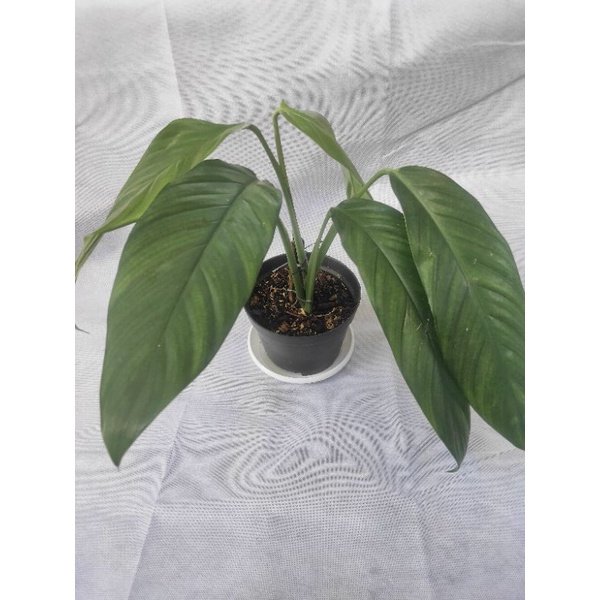 Epipremnum Amplissimum