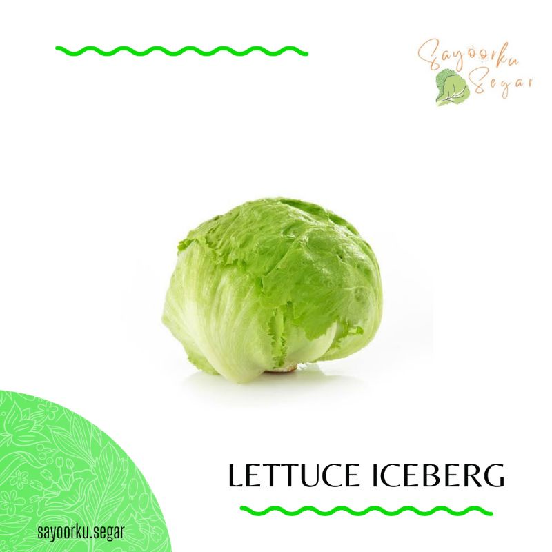 

KIRIM BESOK Lettuce Iceberg / Lettuce Head