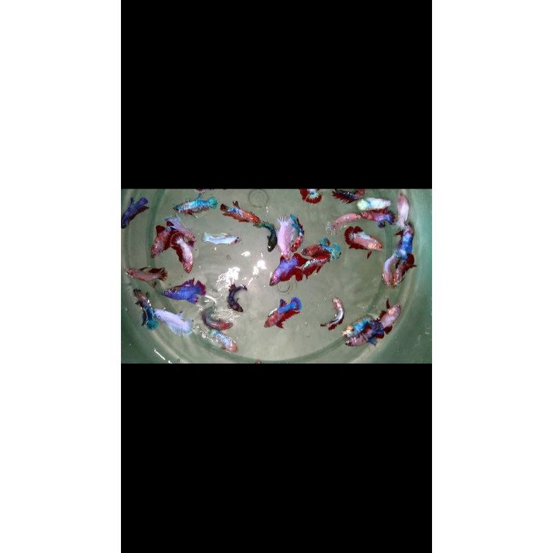 betta cupang murah cantik grosir