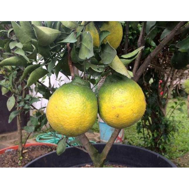 pjr Bibit Pohon Jeruk Dekopon Jepang
