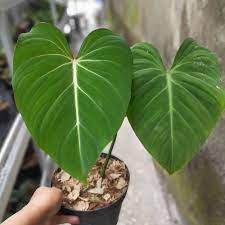 Tanaman Hias Philodendron Gloriosum - Philodendrum Gloriosum - Philo Gloriosum - Philo