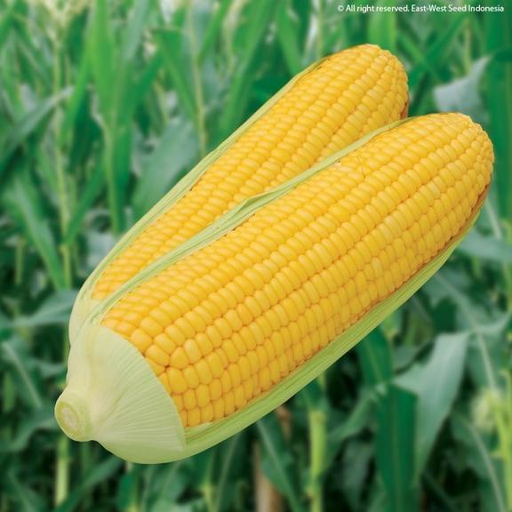 favorit] Bibit Tanaman Jagung Manis Hybrida SECADA F1 Panah Merah 200 Butir