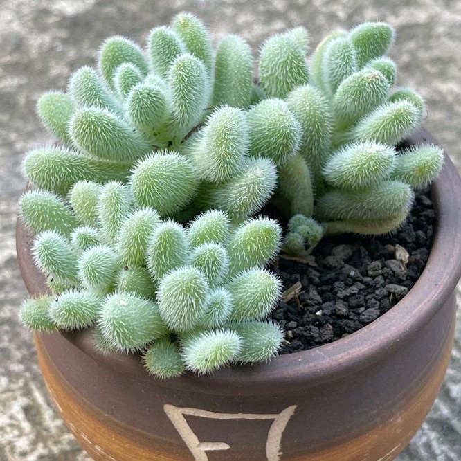 Sukulen Sedum Hintonii