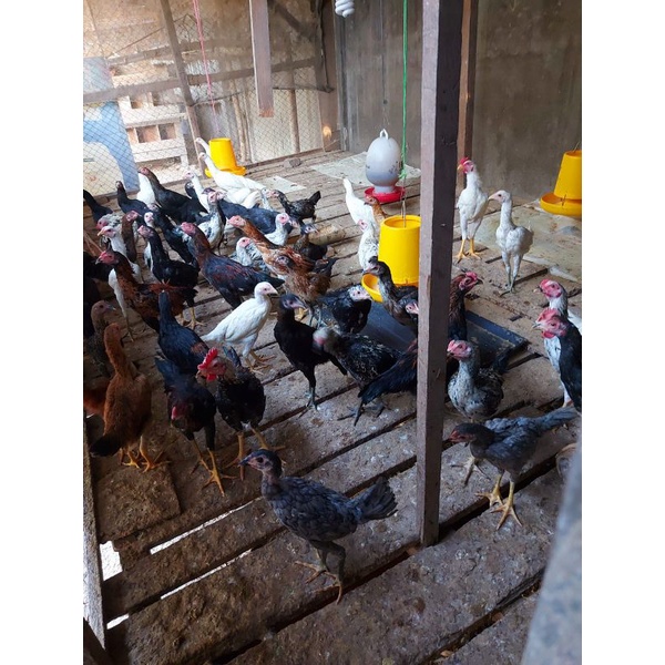 

Ayam Kmpung Konsumsi / Ayam Kampung Pullet / Ayam Bakar / Ayam Goreng / Ayam Kampung Asli / AKA / KUB