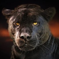 Ea Mt4 Panther Trader Pro 1.50