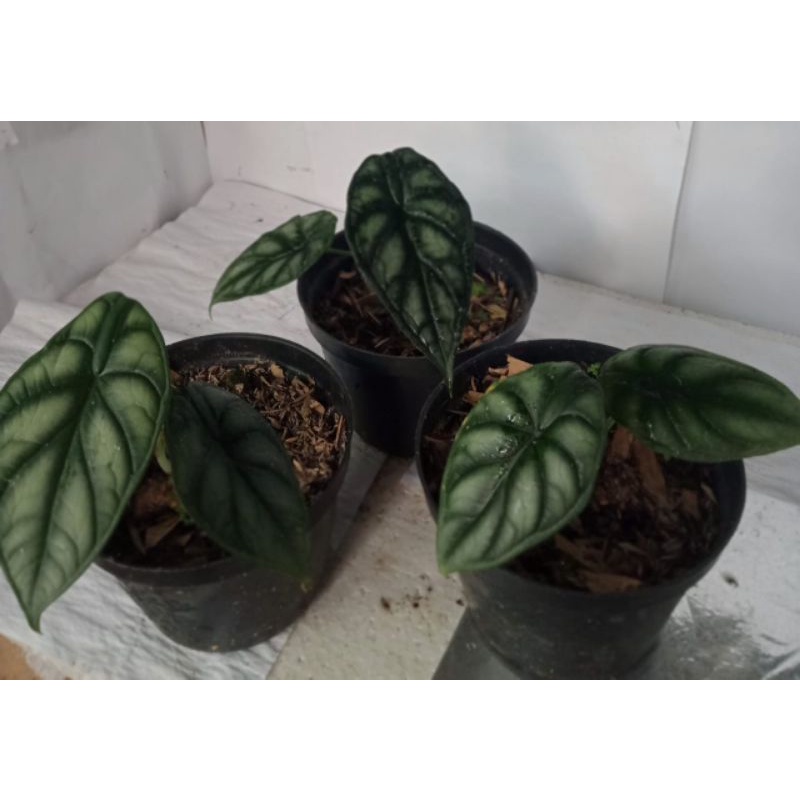 Alocasia Dragon Scale