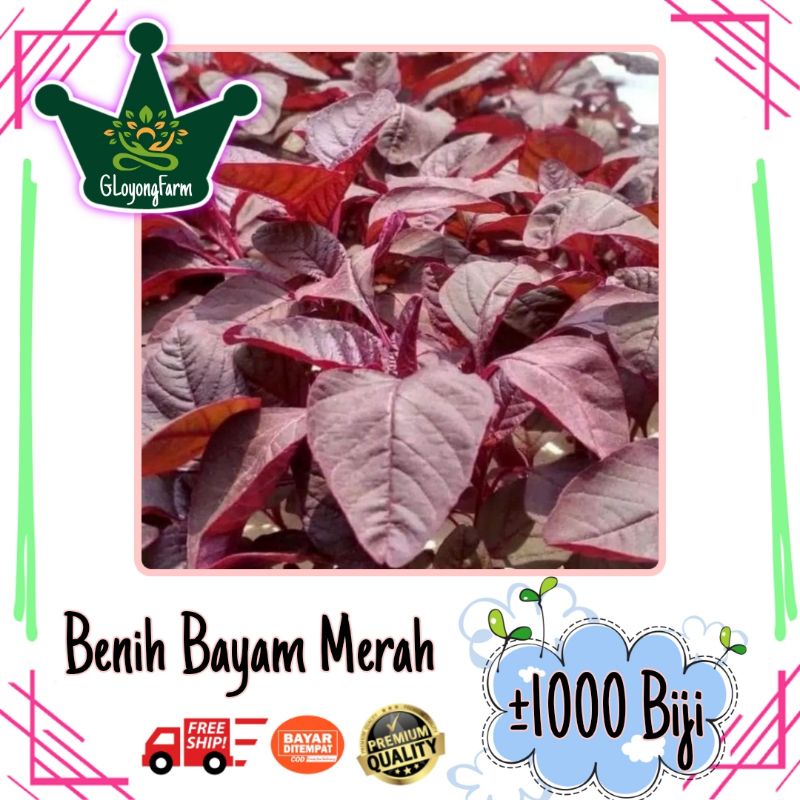Benih Sayuran Selada Brokoli Kangkung Bayam Seledri Kubis BungaKol Pakcoy Caisim Kailan-1000 Bayam Merah