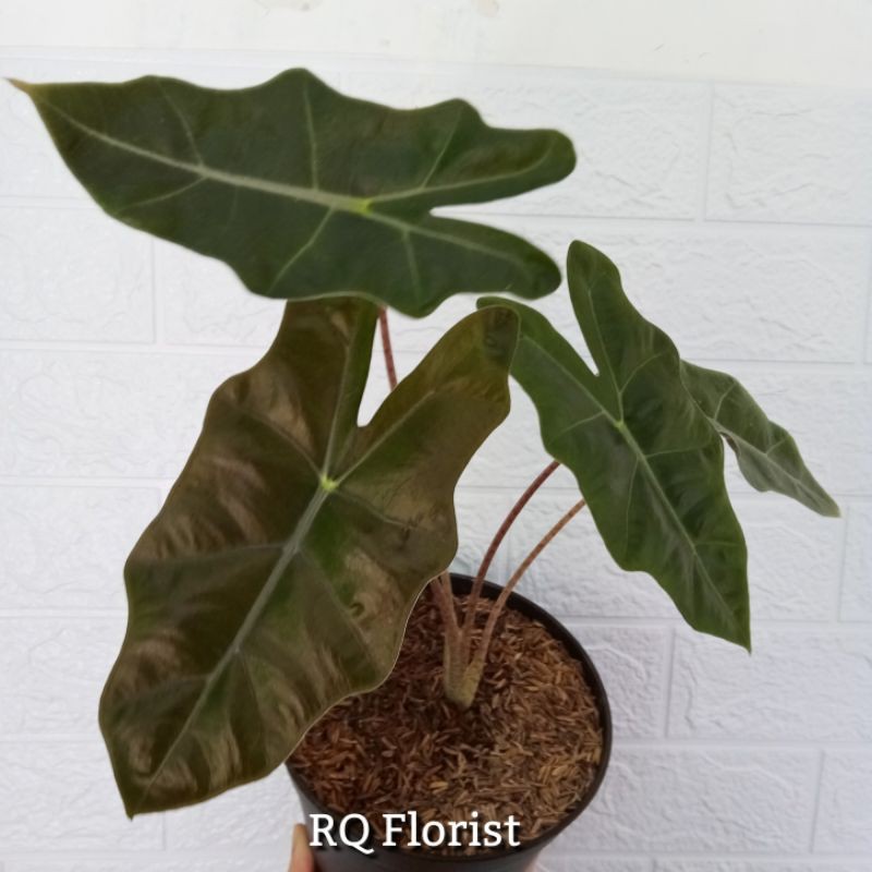 Alocasia Pseudo Sanderiana